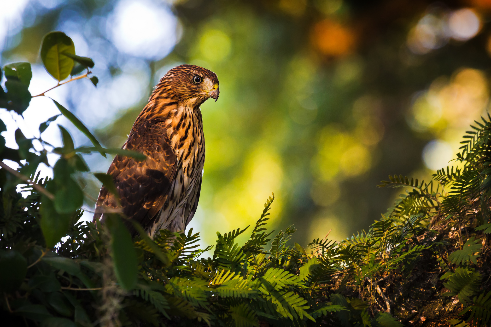 Everglades experience essay 06 image