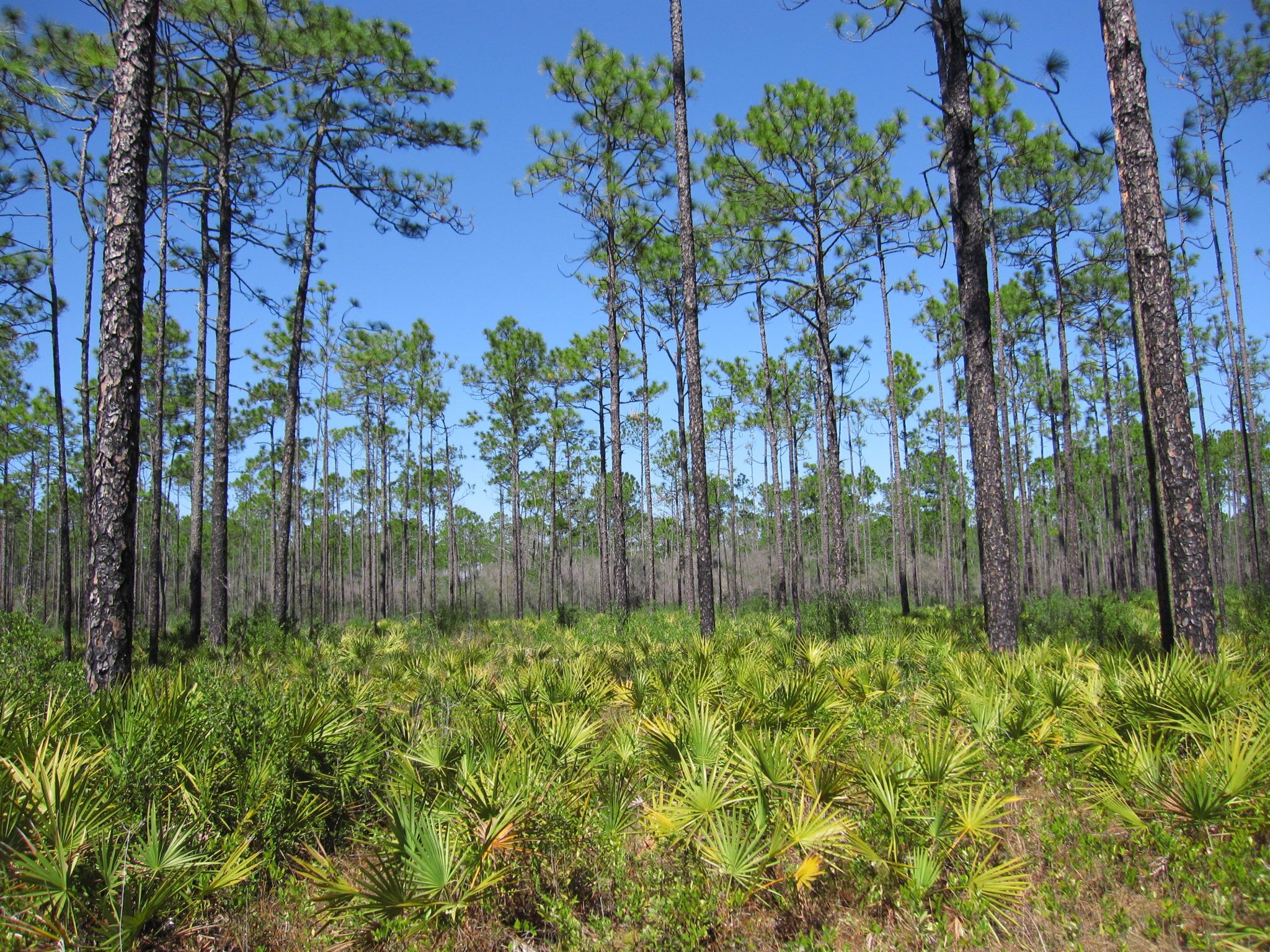 Apalachicola National Forest