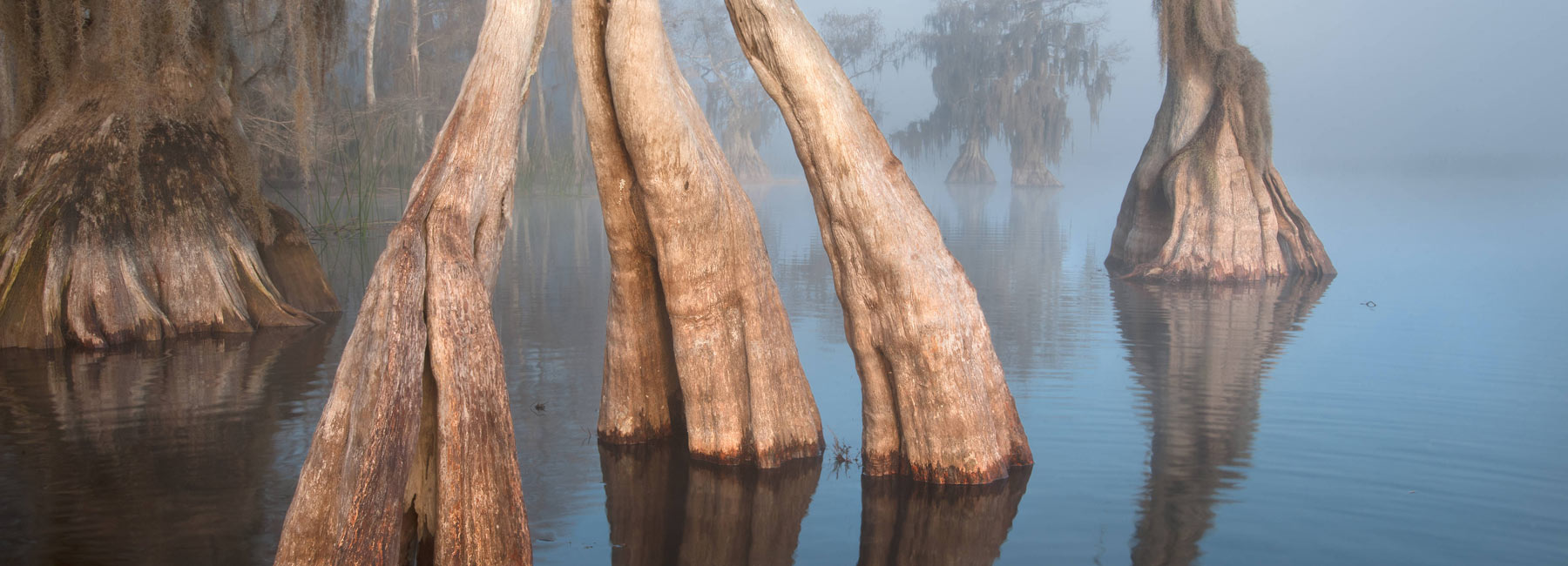 cypress swamp fog